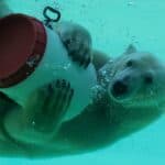 Pairi Daiza met la touche finale à la Terre du Froid