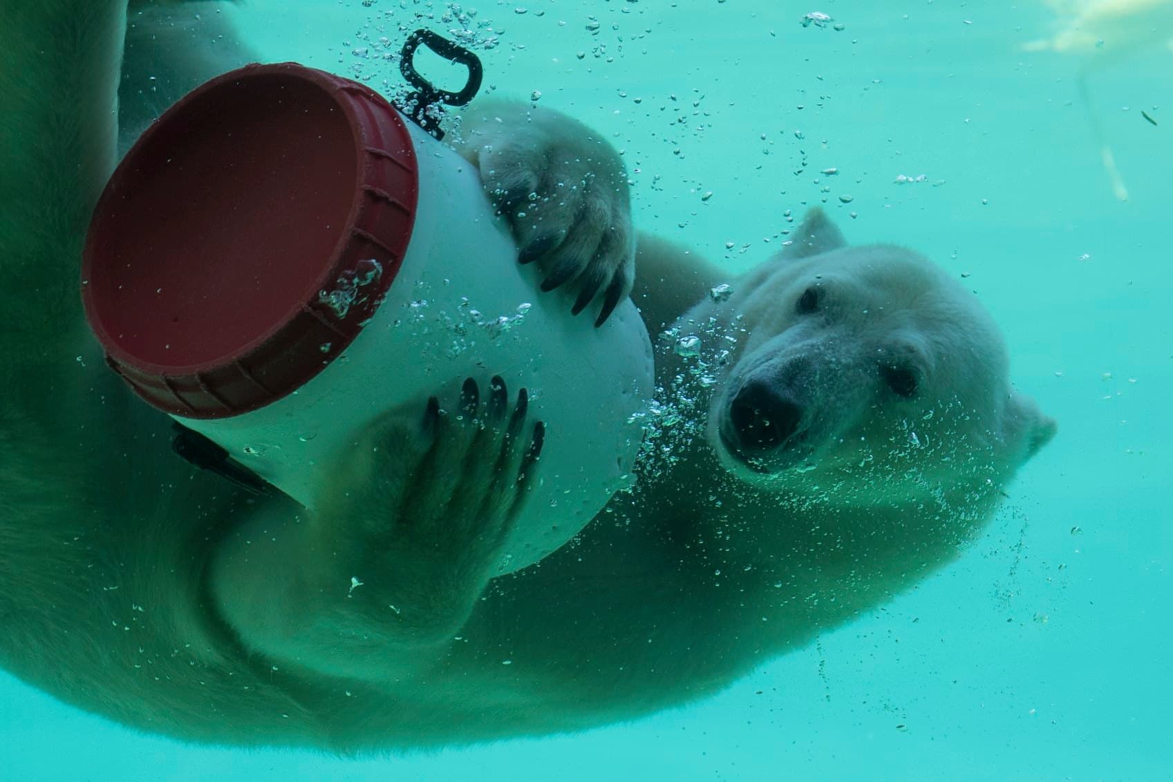 Pairi Daiza met la touche finale à la Terre du Froid