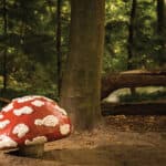 Le Bois des Contes d’Efteling : aux racines de la légende